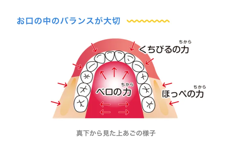 お口の周りの筋肉